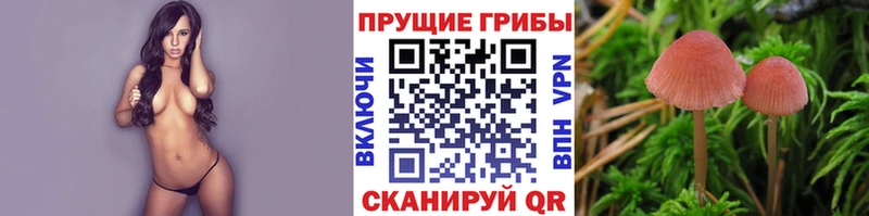 купить наркотики сайты  Дрезна  Псилоцибиновые грибы GOLDEN TEACHER 